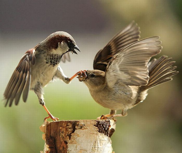 As melhores fotografias do mundo animal de 2010 19