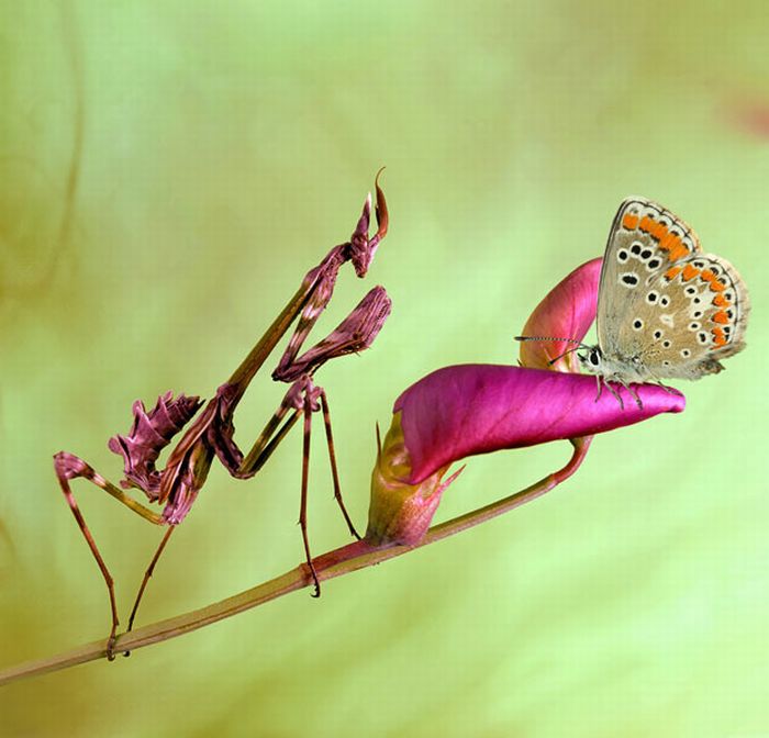 As melhores fotografias do mundo animal de 2010 25