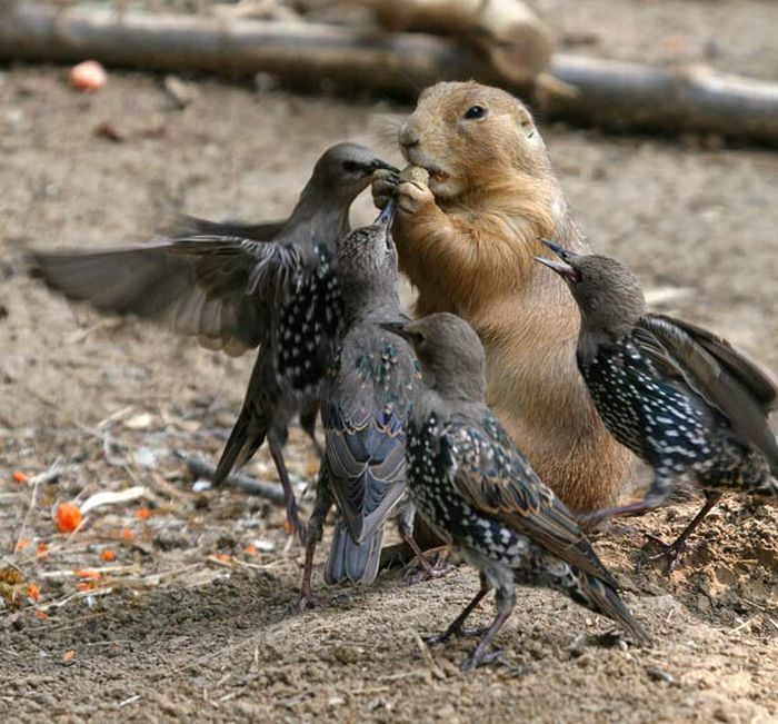 As melhores fotografias do mundo animal de 2010 26