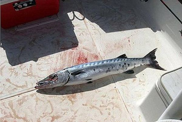 Barracuda abocanha brao de garota nos EUA