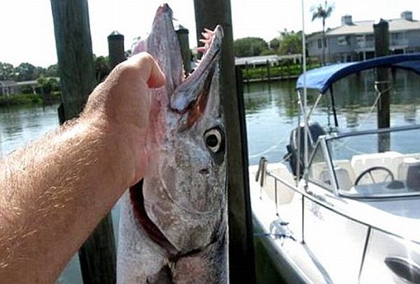 Barracuda abocanha brao de garota nos EUA