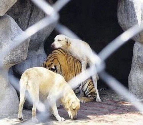 Animal bem alimentado