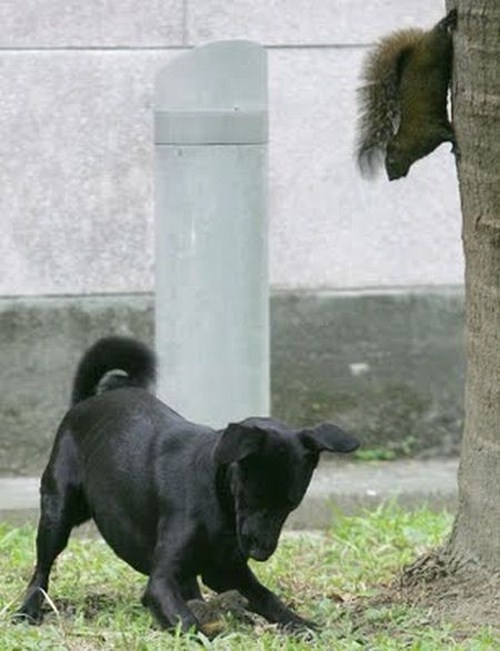 Animal bem alimentado