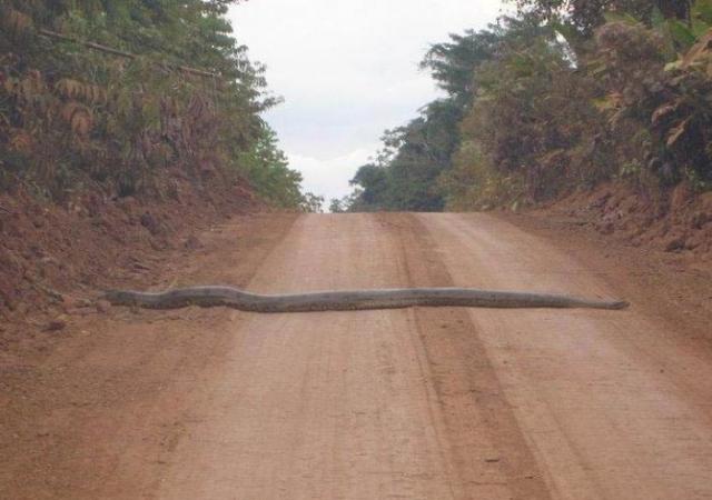 Mais bichos estranhos