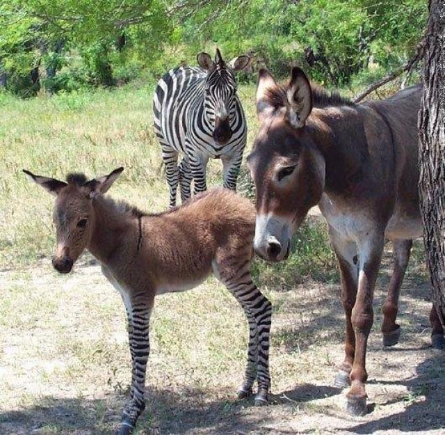 Mais bichos estranhos