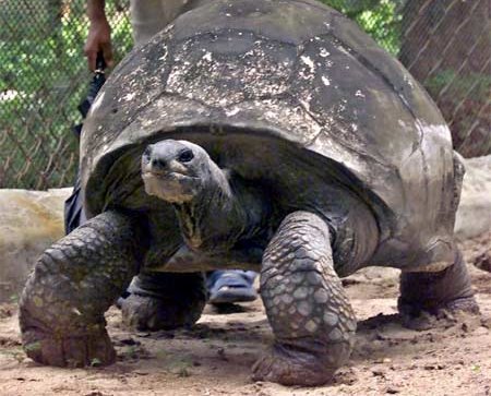 Os animais mais idosos do planeta