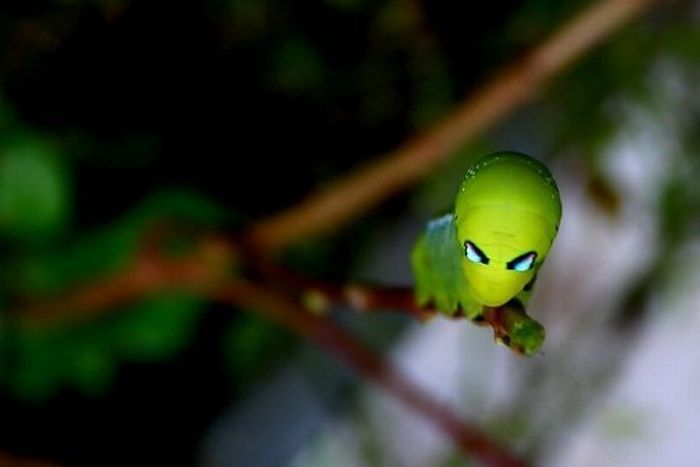 Aliengenas no quintal da sua casa 