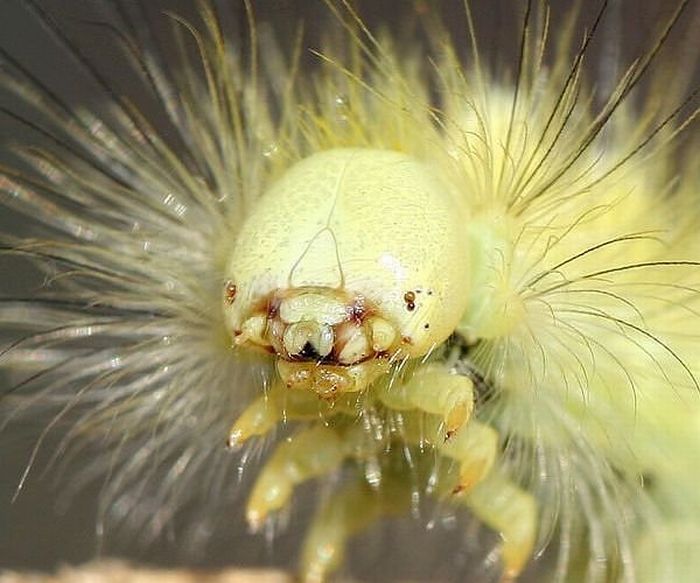 Aliengenas no quintal da sua casa 