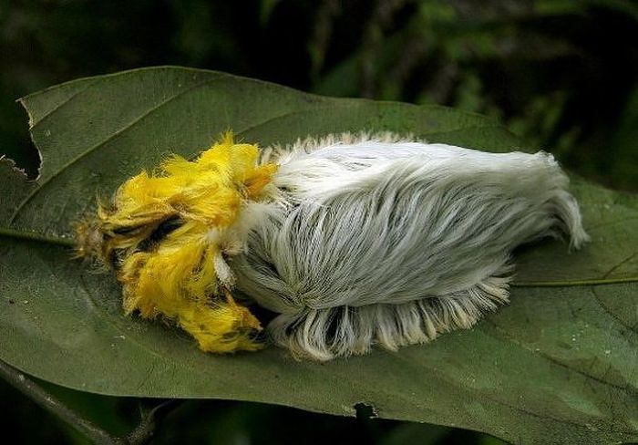 Aliengenas no quintal da sua casa 