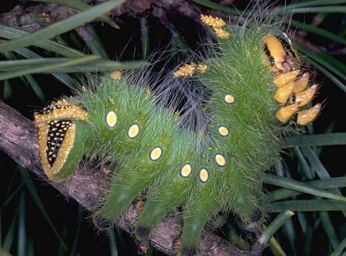 Aliengenas no quintal da sua casa 