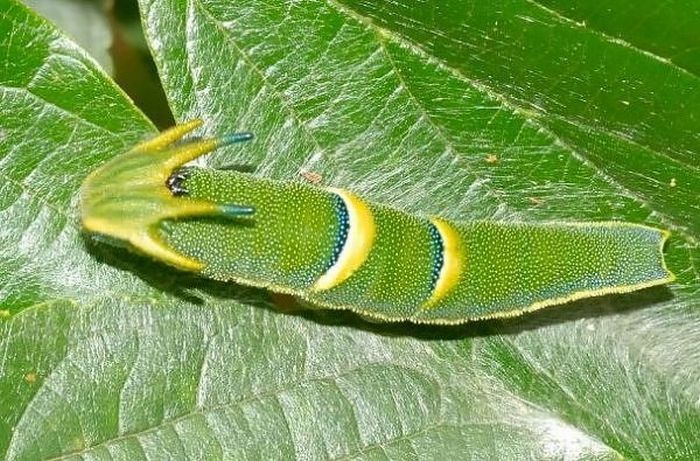 Aliengenas no quintal da sua casa 