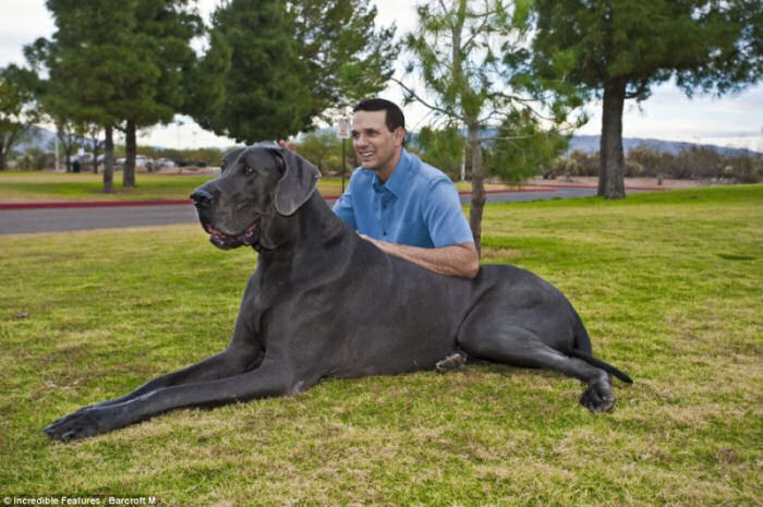 George, o maior cão do mundo