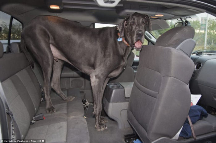 George, o maior cão do mundo