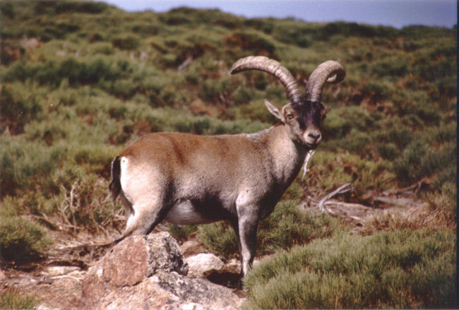 Cabra hispnica, primeira clonagem de um animal extinto