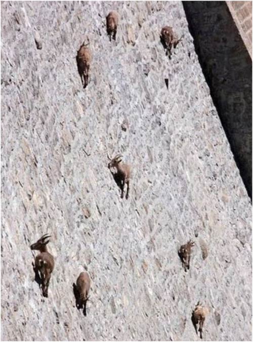 Cabras de montanha sobre a represa
