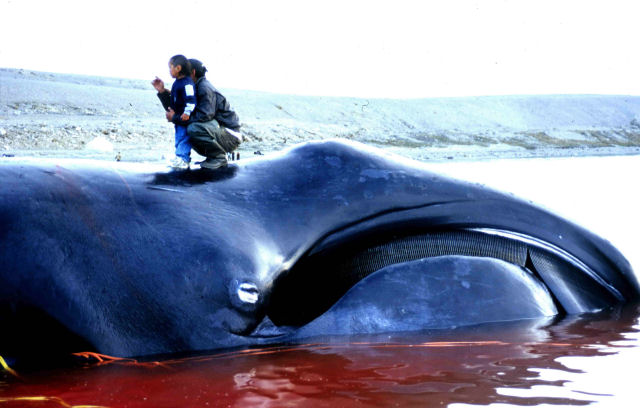 Caa as baleias no Japo