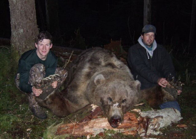 A caça do grande urso pardo