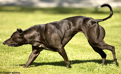 O cão mais musculoso do mundo