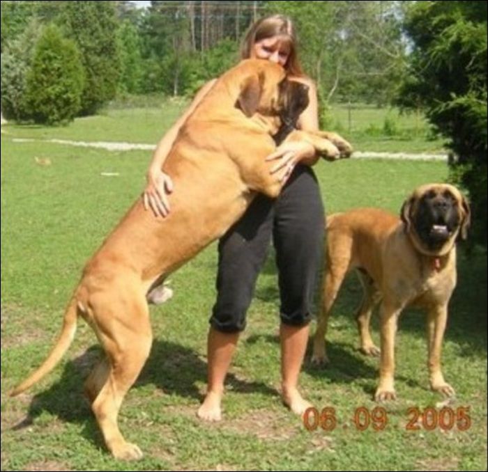 Cães gigantes