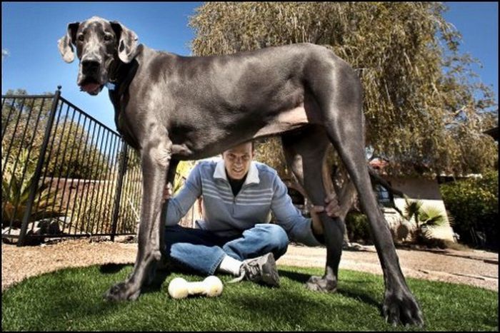 Cães gigantes