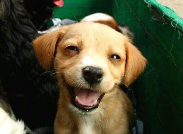 Cãozinho rindo