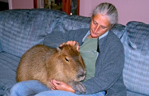 Capivara Domética