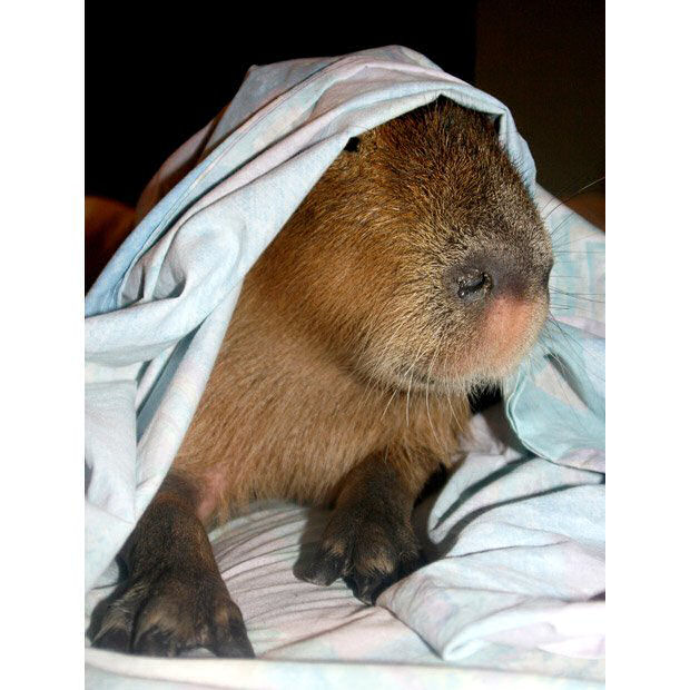 Capivara Domética