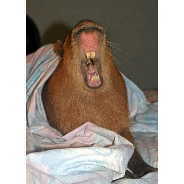 Capivara Domtica