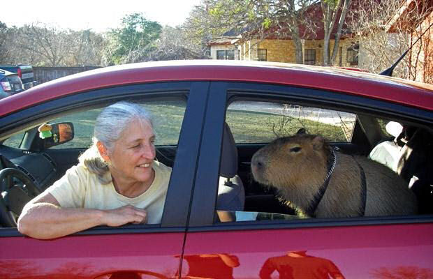 Capivara Domtica