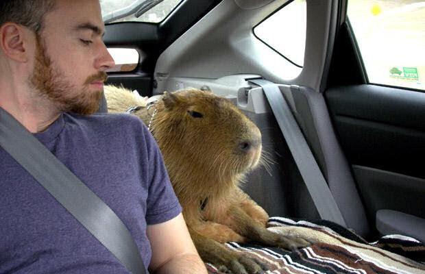 Capivara Domética