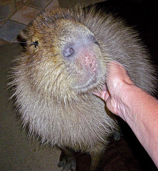 Capivara Domtica