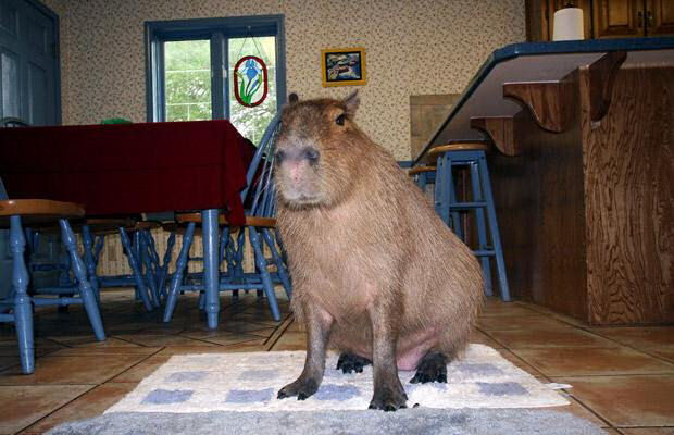 Capivara Domética
