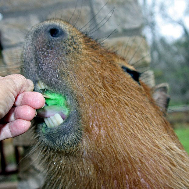 Capivara Domtica