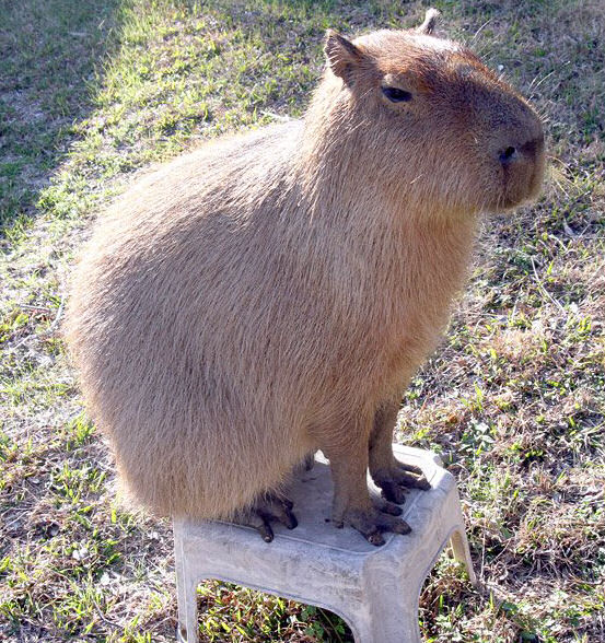 Capivara Domtica