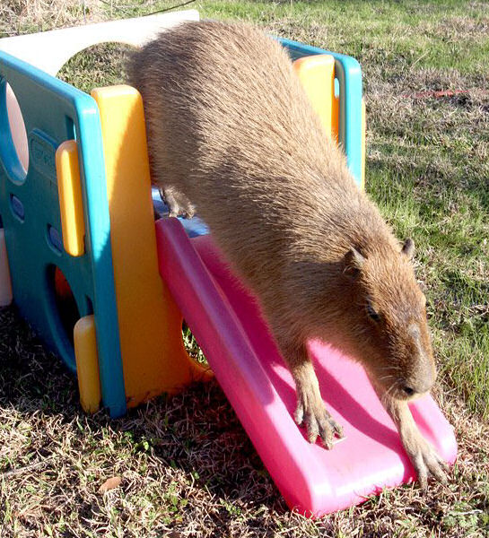 Capivara Domtica