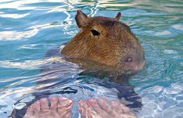 Capivara Domtica