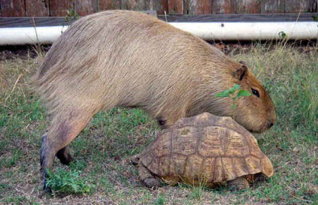 Capivara Domtica