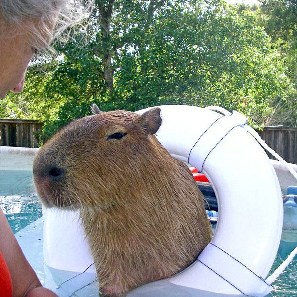 Capivara Domtica