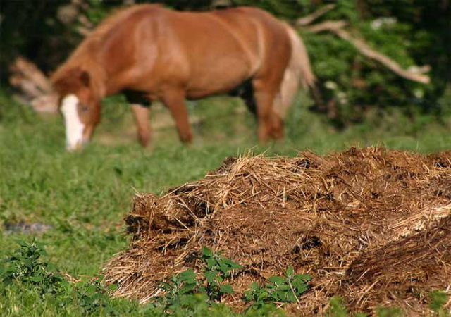 Esterco de cavalo