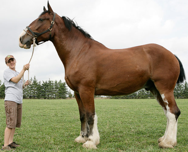 Poe, o maior cavalo do mundo