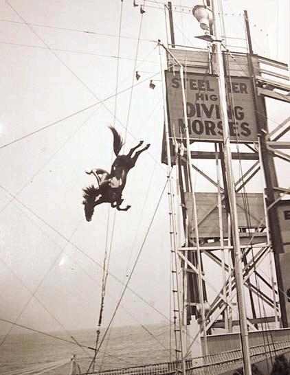 O show dos cavalos suicidas