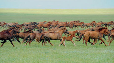 Os cavalos selvagens da ilha de Vodnii