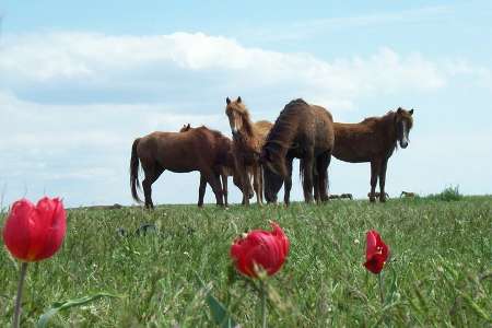 Os cavalos selvagens da ilha de Vodnii