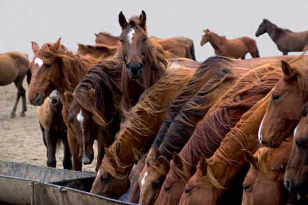 Os cavalos selvagens da ilha de Vodnii