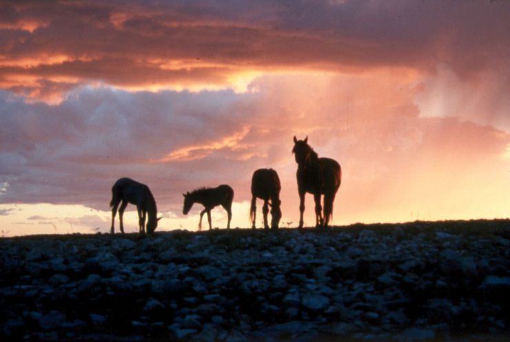 Os cavalos selvagens da ilha de Vodnii