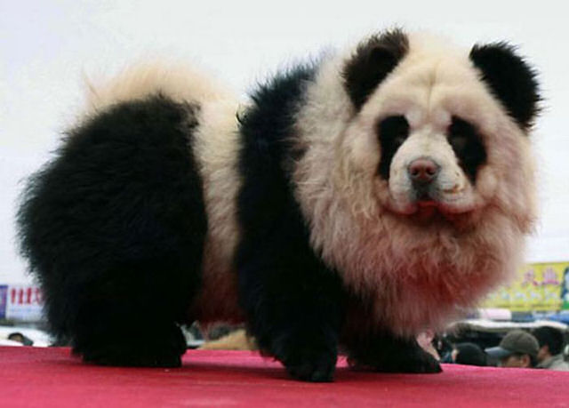 Co Panda