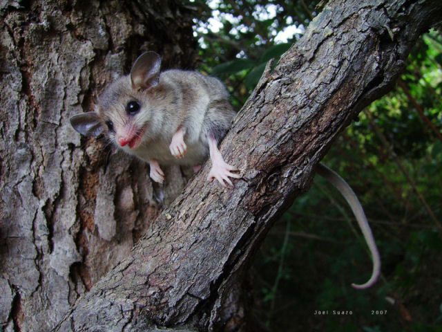 Um raro animal sul-americano lana nova luz sobre a evoluo dos mamferos