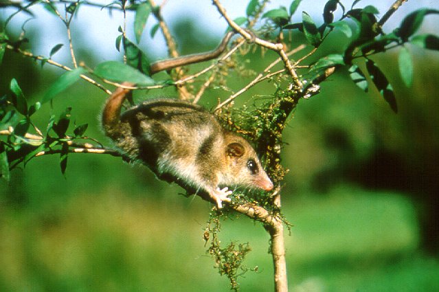 Um raro animal sul-americano lana nova luz sobre a evoluo dos mamferos