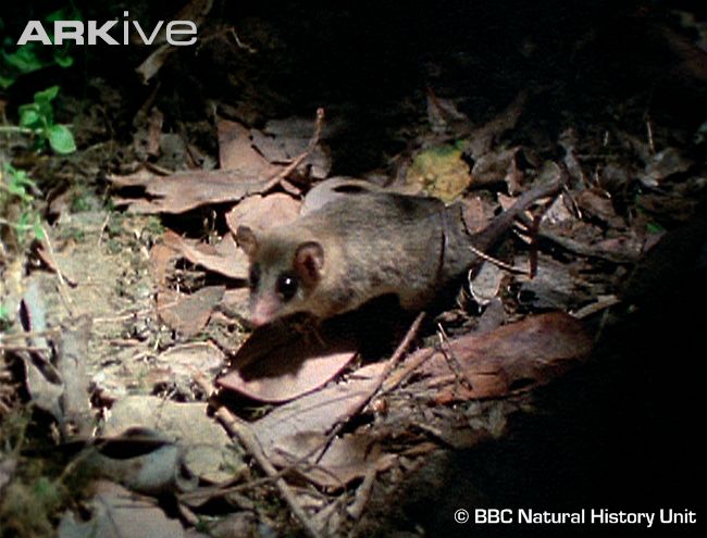 Um raro animal sul-americano lana nova luz sobre a evoluo dos mamferos