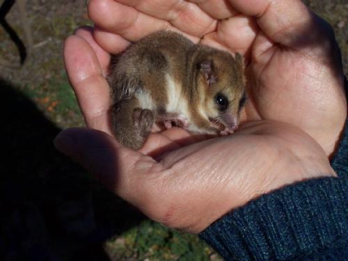 Um raro animal sul-americano lana nova luz sobre a evoluo dos mamferos